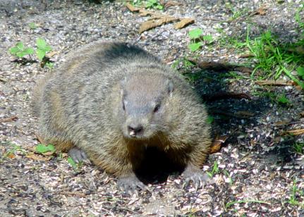 groundhog