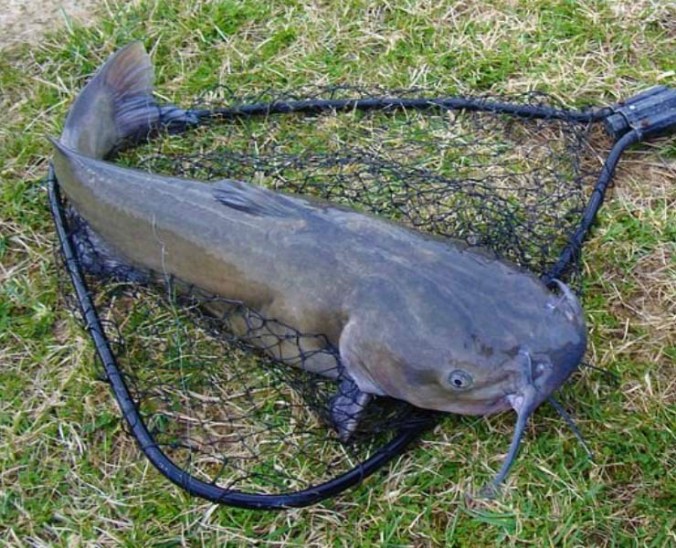 Catfish