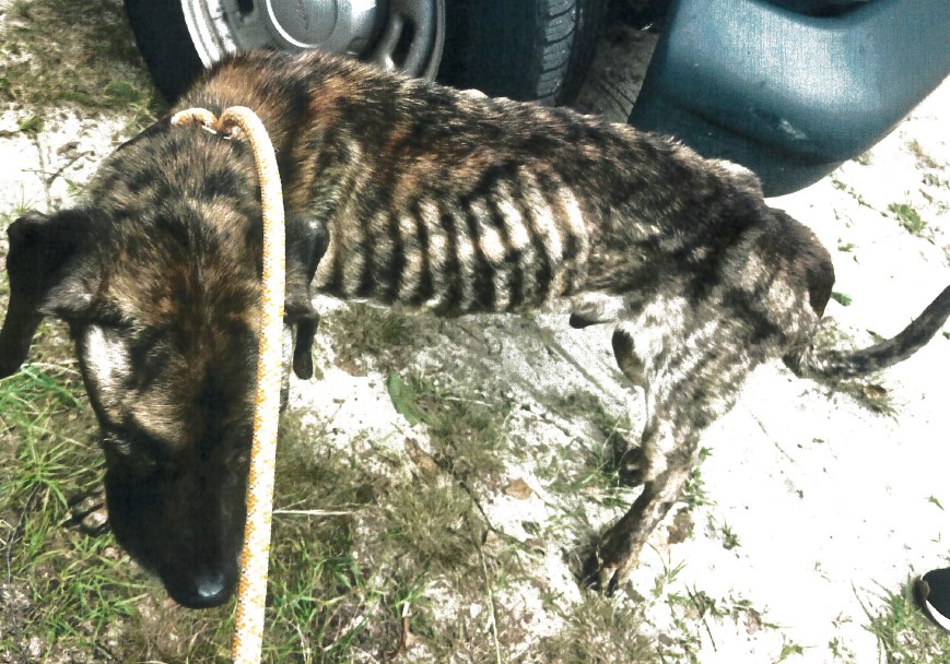 Arrests made after animal cruelty investigation in Crestview | Holt ...