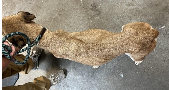 Crestview woman arrested on animal cruelty charges | Holt Enterprise News